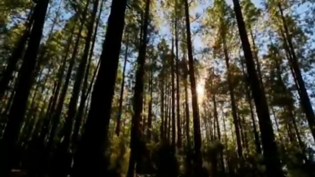 Самая красивая композиция Ричарда Клайдермана  Лунное танго