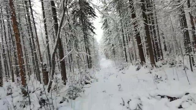 Живу в тайге на промысле. На путике попался хитрый глухарь.