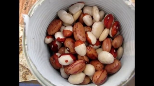 Садим фасоль. Как правильно выращивать фасоль.