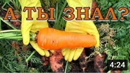 Пора копать МОРКОВЬ: признаки созревания, правила уборки корнеплодов???