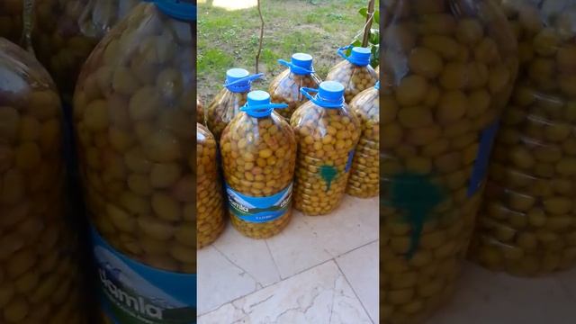 Как засолить оливки, маслины в домашних условиях