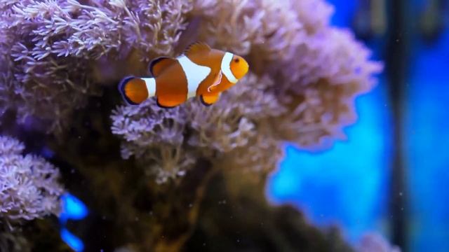 Расслабляющая музыка и морское дно - успокоить разум - Избавьтесь от внутренней ярости и печали