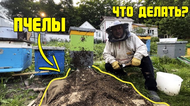 Пчелы бородой и роевое состояние. Что делать? Как бороться? Один из советов опытного пчеловода.
