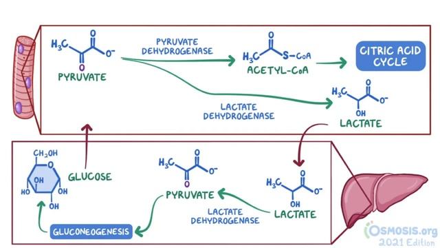 Osmosis _ Amino acid metabolism (Biochemistry).mp4