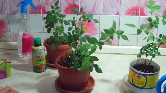 Роза комнатная.Уход,подкормки для цветения.