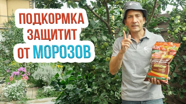 Об осенней подкормке плодовых деревьев: виды удобрений, правила и сроки внесения