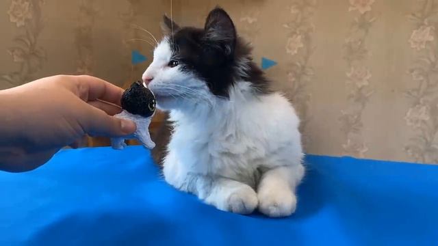 Как Сделать Котёнка 3Д Ручкой Своими Руками За 24 Часа! Новый Питомец В Колекции А Ну-Ка Давай-Ка!