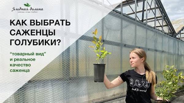 Как не ошибиться в выборе хороших саженцев голубики? Ягодная долина Беларусь