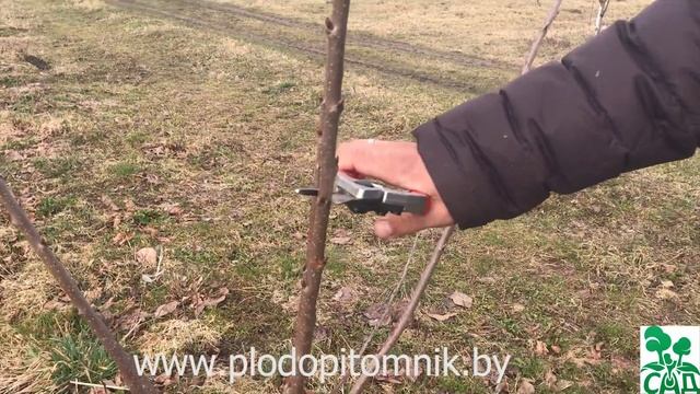 Черешня. Весенняя обрезка и дальнейшее формирование черешни в виде куста (часть 2).