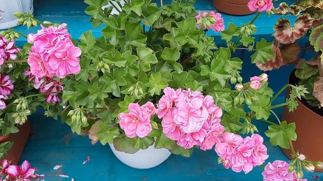 Обзор пеларгоний.