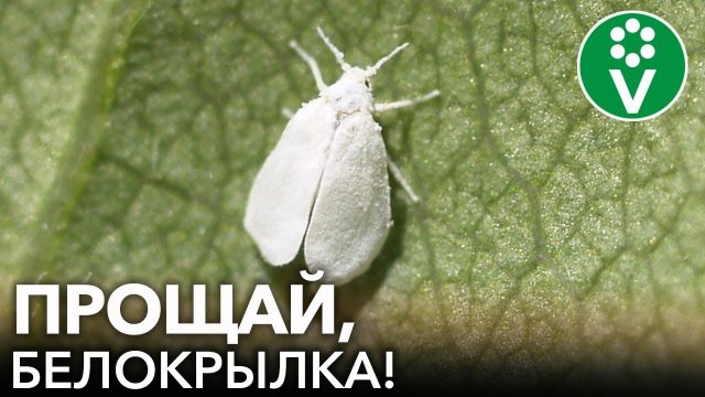 БЕЛОКРЫЛКА УЖЕ ЛЕТАЕТ! Спасаем растения от белокрылки без "химии"!