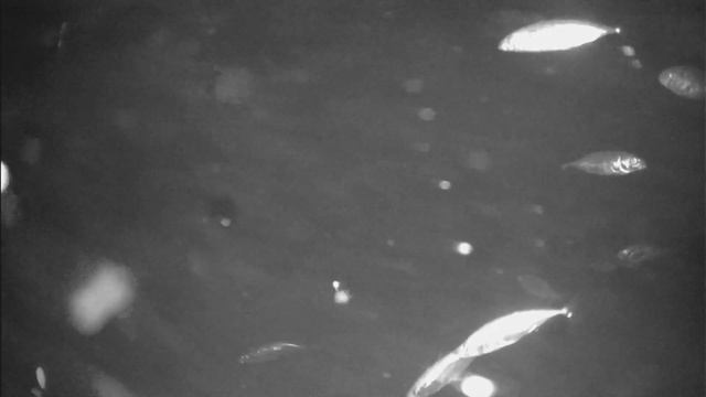 Клюет корюшка на Финском Заливе видео под водой? Или Колюшка? рыбалка на корюшку на Финском Заливе.