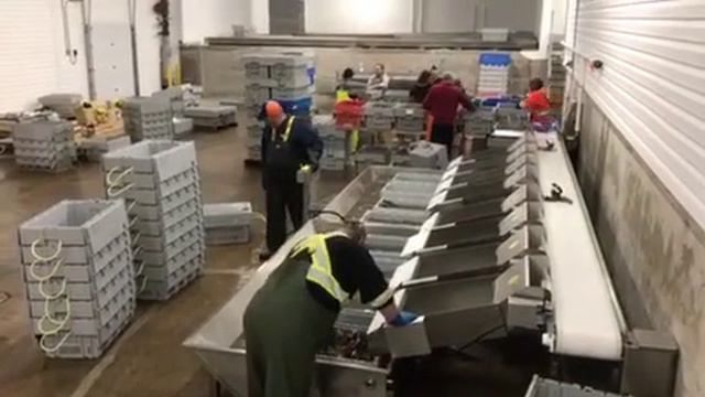 Весовой сортировщик ВЕСТАЛИНК- YGW350 - лобстеры