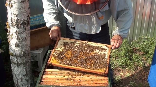 Сокращение гнезда пчел осенью и наращивание силы семьи в зиму. Пчеловодство для начинающих