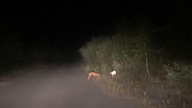 Лиса охотится на кошку.