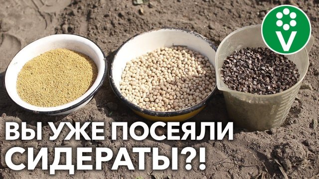 ВСЕГО ТРИ РАСТЕНИЯ, А ПОЧВА КАК НОВЕНЬКАЯ! Улучшаем землю без перекопки с помощью сидератов!