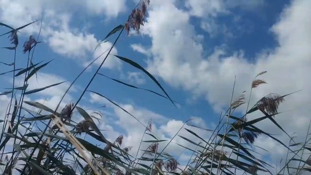 Как построить скрадок для охоты на утку и гуся на воде