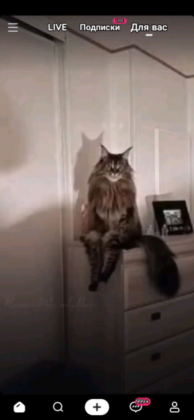 кет