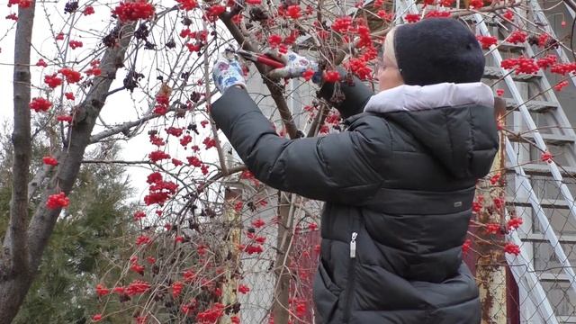 полезные свойства калины ! калина для женского организма ! варенье из калины как использовать ягоды