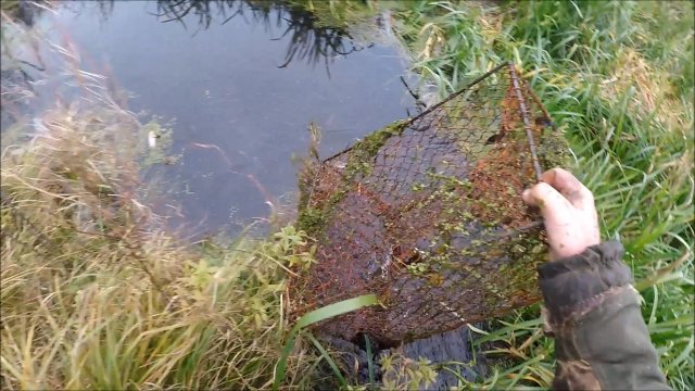 Охота на ондатру. Нашел перспективные места (Будни охотника и рыбака)