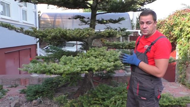 Ниваки из пихты! Мастер-класс по стрижке-формировке ниваки из взрослого 6-ти метрового дерева.