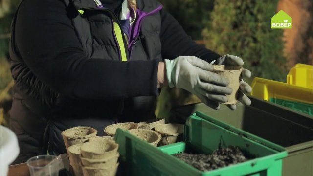 Как вырастить АРБУЗЫ в средней полосе России. Советы по выращиванию арбузов на даче. Легко и просто!
