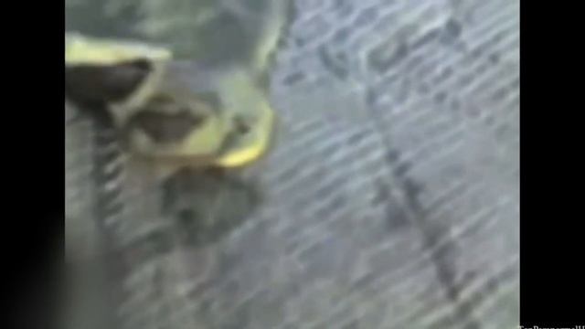 Чернобыль!(Припять) | МУТАНТЫ ЧЕРНОБЫЛЯ Снятые на Камеру