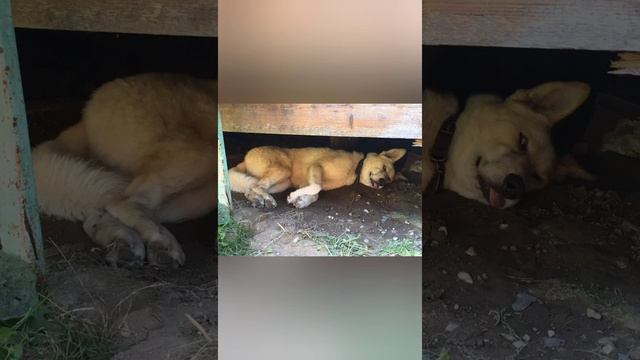 Жить - хорошо! А хорошо жить еще лучше!🐶🐶👍