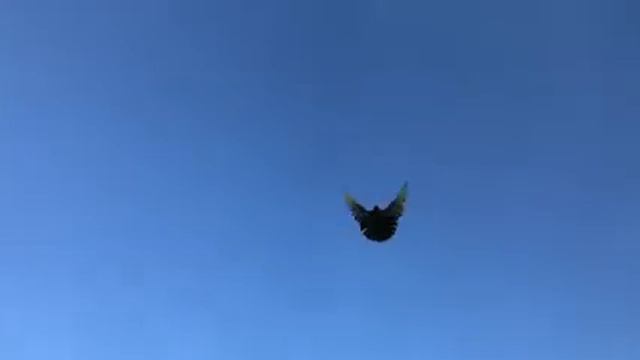 Голуби Зелененко