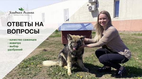 Отвечаем на вопросы подписчиков канала PROголубику