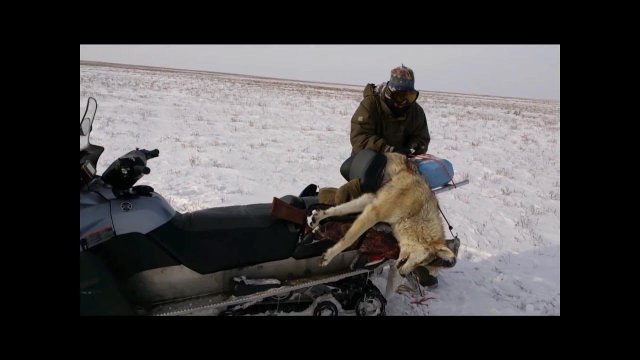 Охота на волков 2014 .волк напал на корову