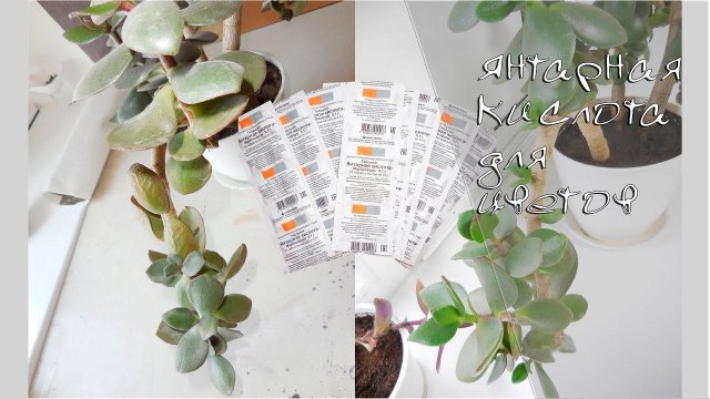 Янтарная кислота для комнатных растений. Результаты!!! Спасаем денежное дерево