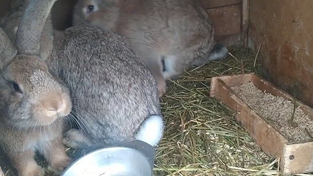 Кролики Фландр | Купил кроликов | Обзор | Крольчата растут
