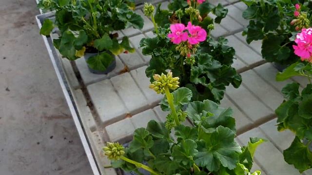 Разновидности Герани(Пеларгония) . Теплицы в Дании обзор.Pelargonium Zonela.