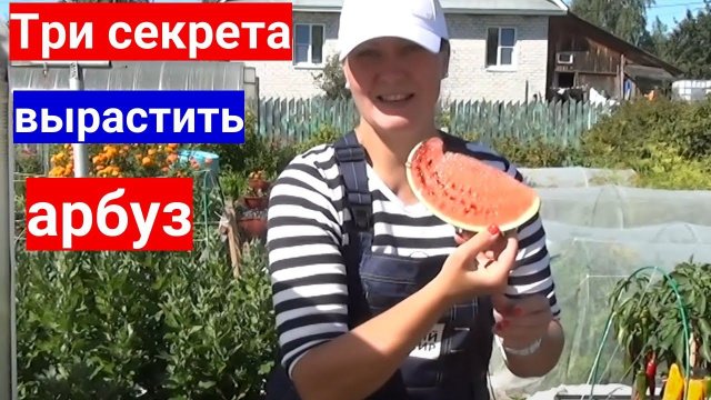 Не растут арбузы - научим с нуля. Три секрета выращивания арбузов в теплице.
