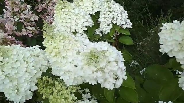 метельчатая гортензия Мэджикал мунлайт (Magical Moonlight)