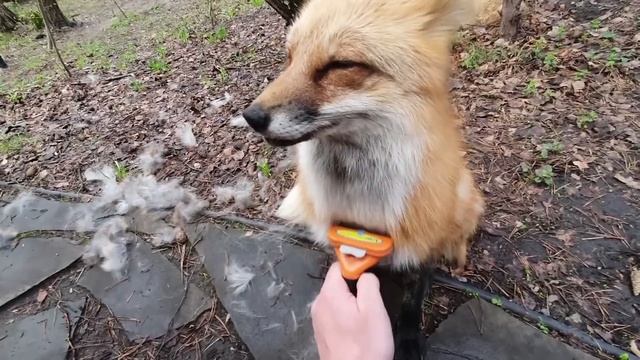 Ли Сяо / Alice the Fox Лиса Алиса (Утренний сюрприз в спальне)