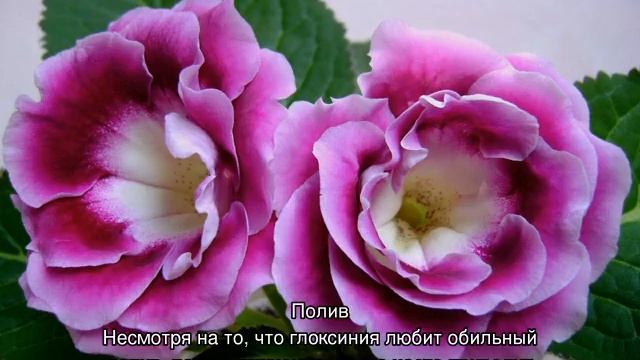 У глоксинии скручиваются листья — что делать