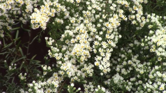 Астра вересковая кустовая.