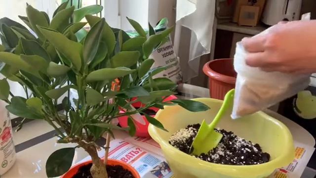 Пересадка мандарина- Каламандин.