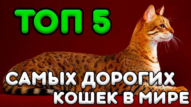 ТОП 5 Самых Дорогих Кошек в Мире