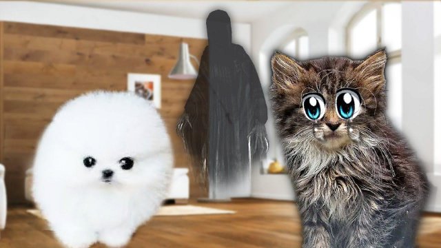 ЧТО ТО СТРАШНОЕ Поселилось у Нас Дома, а мы СПАСЛИ БЕЗДОМНУЮ КОШКУ...