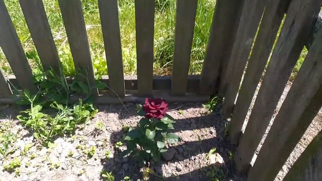 Цветник в деревенском дворе