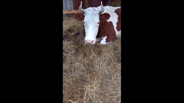 У коровы стал желудок, нет моторики рубца. Как вылечила.Стал рубец. Как запустить желудок у коровы.