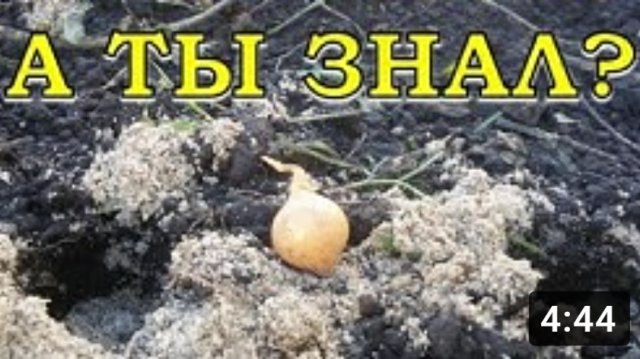Особенности посадки лука под зиму???