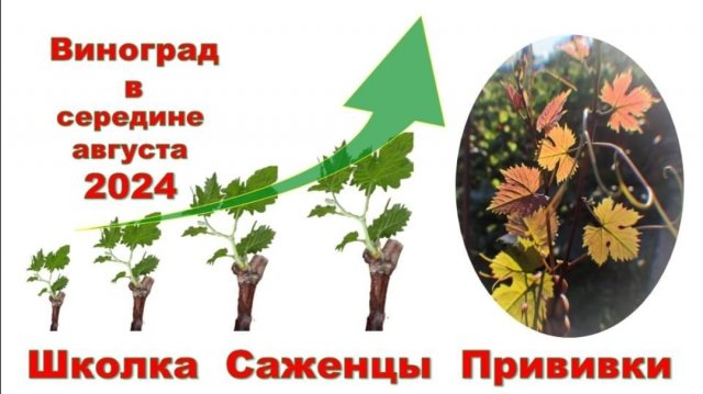 Август 2024. Состояние школи, саженцев, прививок на винограднике.