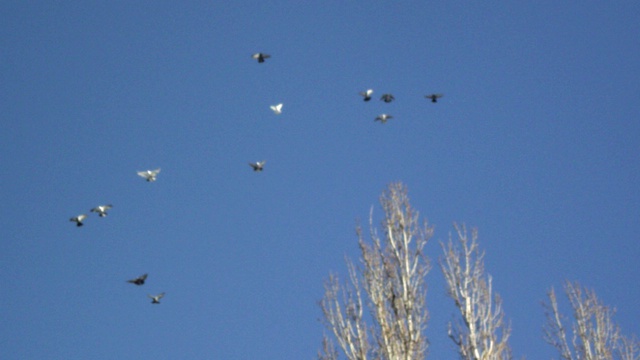 Николаевские торцовые высоколётные голуби Иловайска