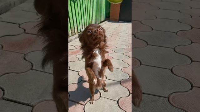 petal_20230521_144302.mp4