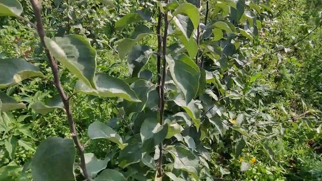 Сорт яблони Белорусское сладкое в Московской обл. Сентябрь 2020 года. Саженцы плодовых деревьев.