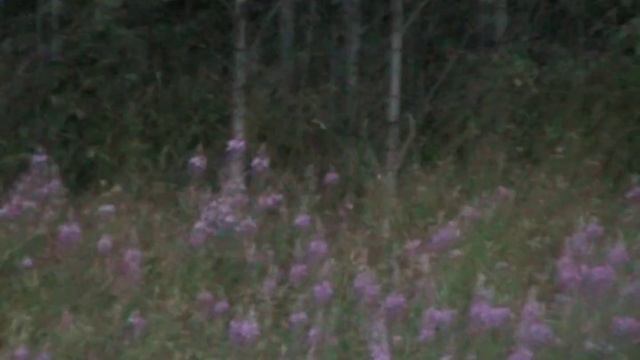 Медведь! Охота на приваде! Путешествие в Карелии!